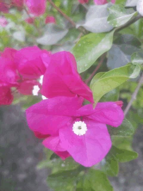 a purple flower with a white center is surrounded by green leaves