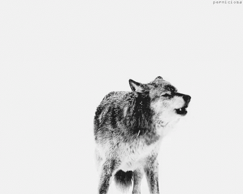 Howl GIF - Wolf Winter Snow GIFs