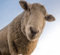 a close up of a sheep looking up at the camera against a blue sky .