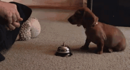 Weenie Dog Trained To Ring Bell GIF - Dog Bell Rings Bell GIFs