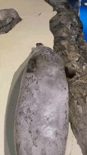 a seal laying on its back on a rocky surface