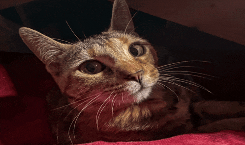 a cat laying on a red blanket with a pixelated background
