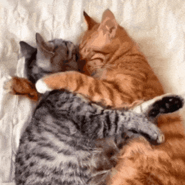 Cat Cats GIF - Cat Cats Hug GIFs