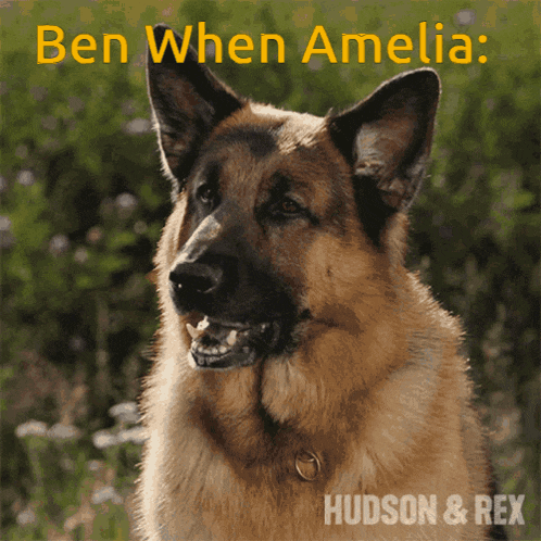 a picture of a german shepherd with the words ben when amelia