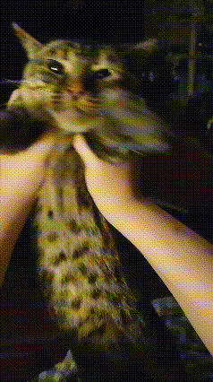 a close up of a person petting a cat with a black background