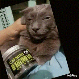 a person is holding a cat next to a jar of cat mints .