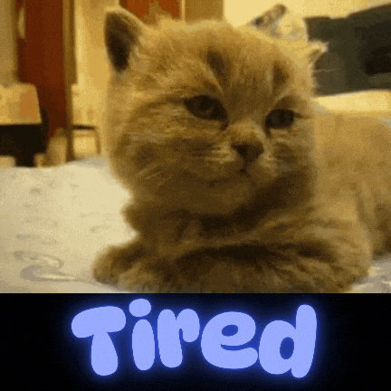 a cat laying on a bed with the word tired glowing in the background