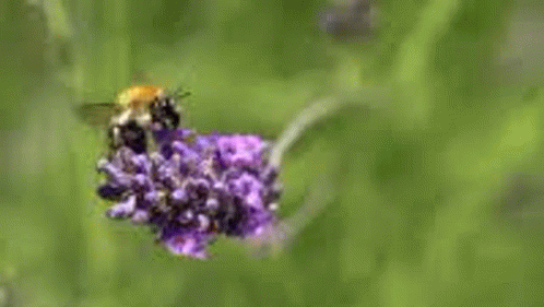 Swarm Insect GIF - Swarm Insect GIFs