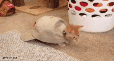 a cat is playing with a stuffed animal that looks like a seal