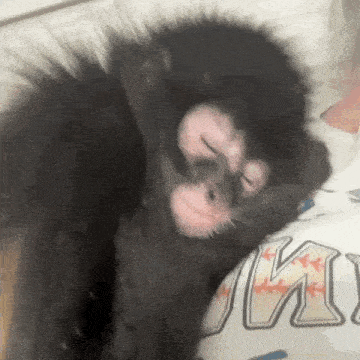 a small black monkey is laying on a person 's arm .