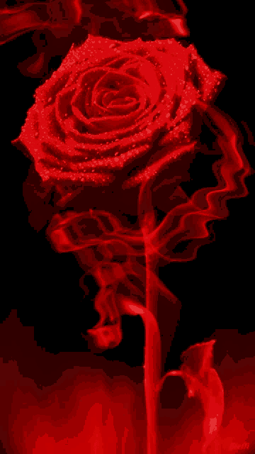 Rose Fire GIF - Rose Fire GIFs