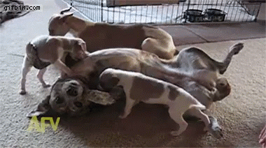 Dogs Perro GIF - Dogs Perro Fly GIFs