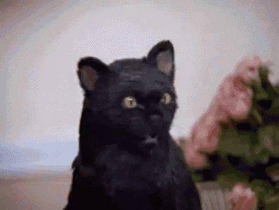 a black cat with green eyes is sitting next to a vase of pink flowers .