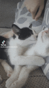 a black and white cat laying on a couch with a tik tok watermark