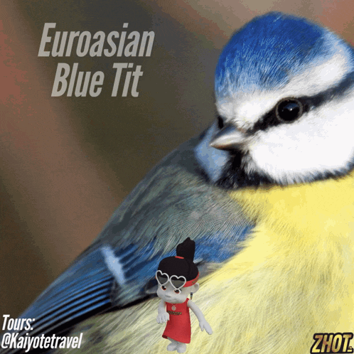 a picture of a blue tit with the words euroasian blue tit below it