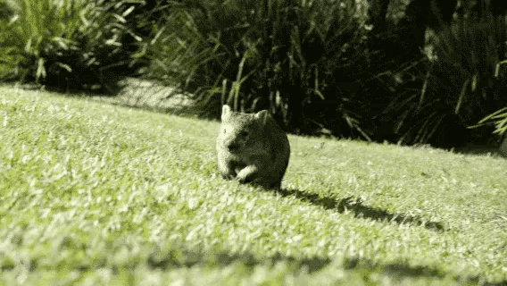wombat-running.gif