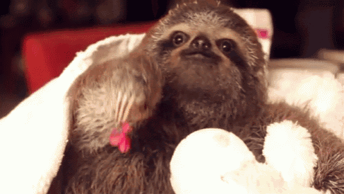 Here, For You GIF - Animals Sloth Baby GIFs