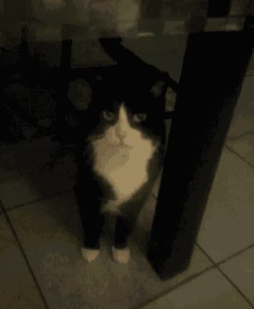 a black and white cat standing under a table looking at the camera
