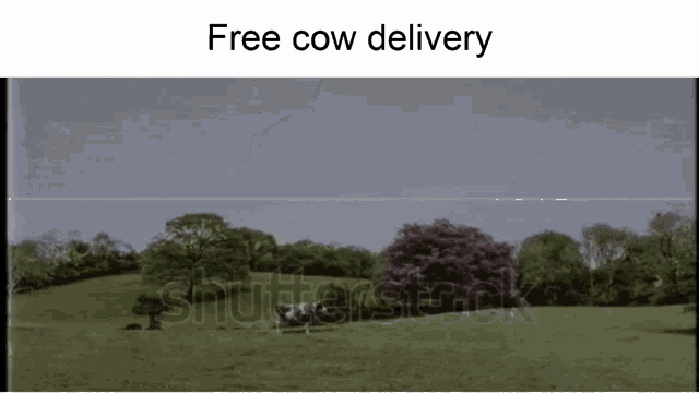 Cow Delivery GIF - Cow Delivery Ufo GIFs
