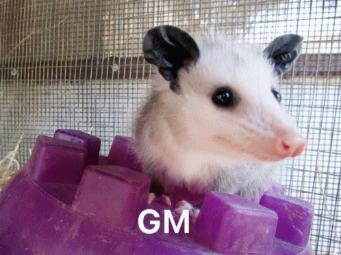 Gm Po D GIF - Gm Po D Possum GIFs
