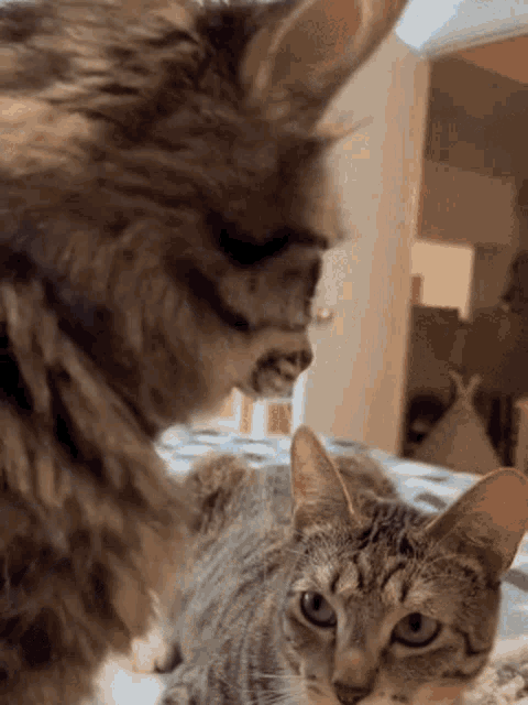Cat Turn Around GIF - Cat Turn Around Foxmel GIFs