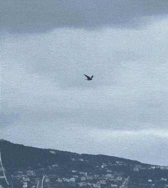 a bird flying over a city with a mountain in the background