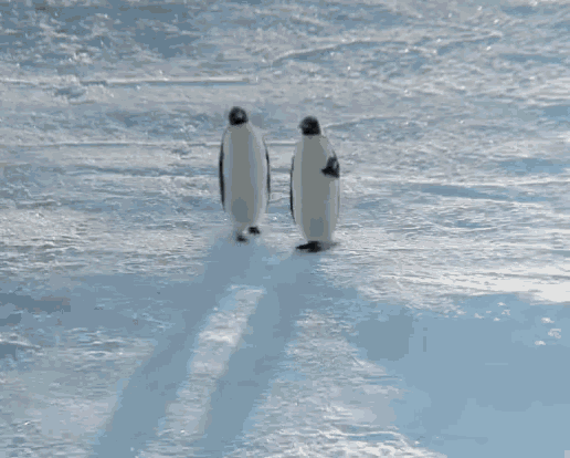 Penguin Walk GIF - Penguin Walk Walking GIFs