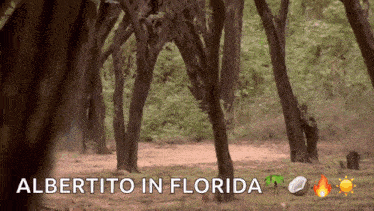 a picture of alberito in florida with trees and icons