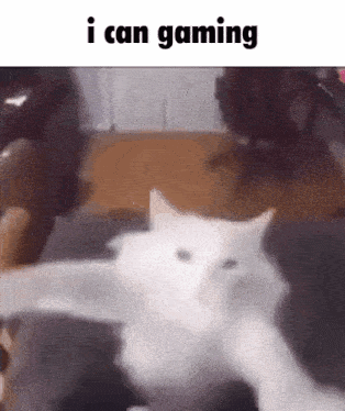 a white cat is laying on a couch with the words `` i can gaming '' written on the bottom .