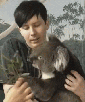 Li Koala GIF - Li Koala Animals GIFs