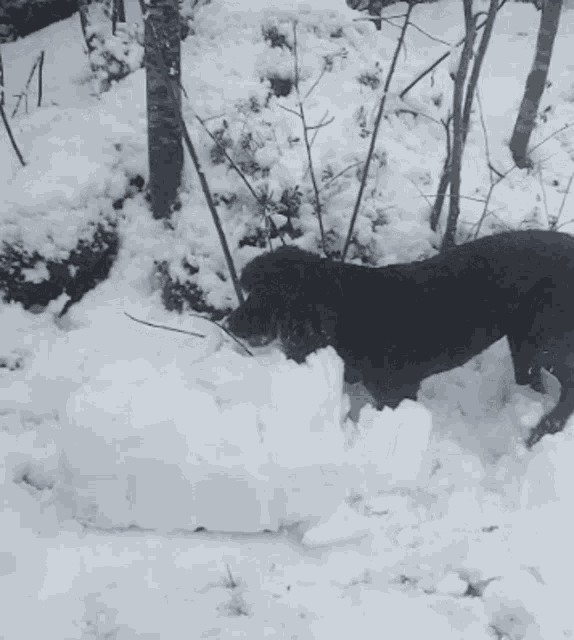 Dog Snow GIF - Dog Snow Derp GIFs
