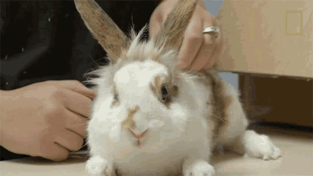 Sniffing Critter Fixers GIF - Sniffing Critter Fixers Staring GIFs