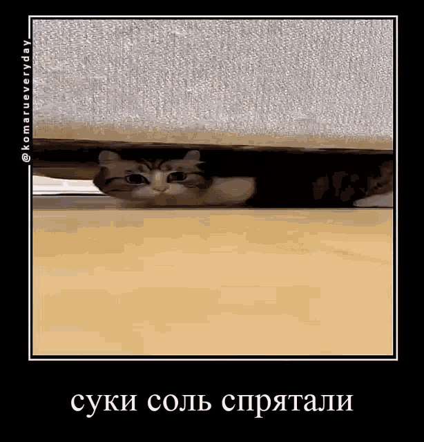 a cat is hiding under a couch and looking at the camera .