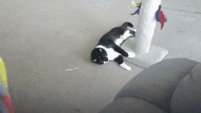 a black and white cat laying on the floor near a cat tree