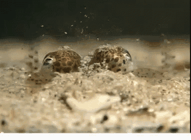 Hide Octopus GIF