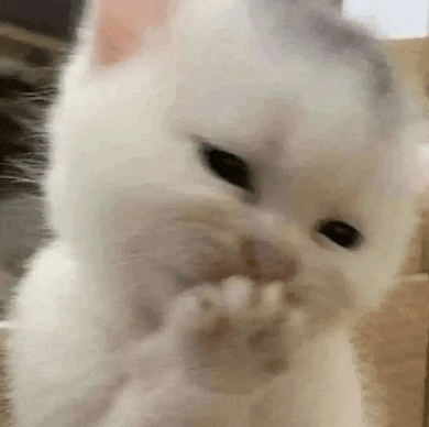 a close up of a white cat cleaning its paws .