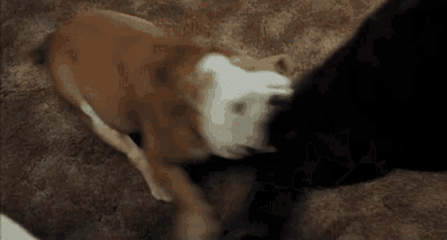 a brown and white dog laying on a carpet with a black dog standing next to it