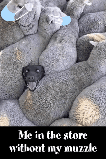 a dog is laying in a pile of sheep with a caption that says me in the store without my muzzle