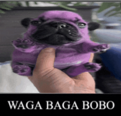 a person is holding a purple pug puppy with the words waga baga bobo below it