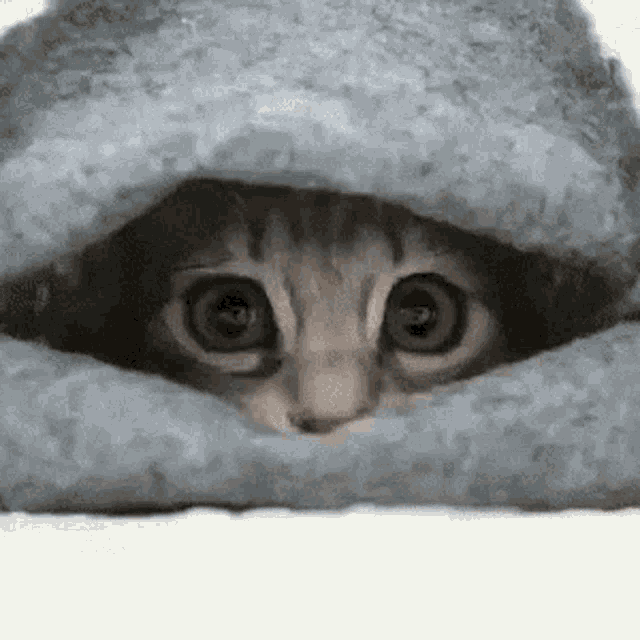 Cat Hiding GIF - Cat Hiding Nervous GIFs