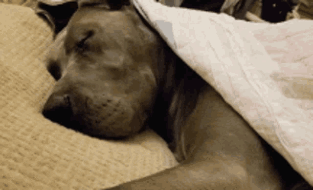 a dog is laying under a blanket on a bed