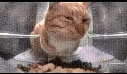 a cat is eating from a bowl of food .