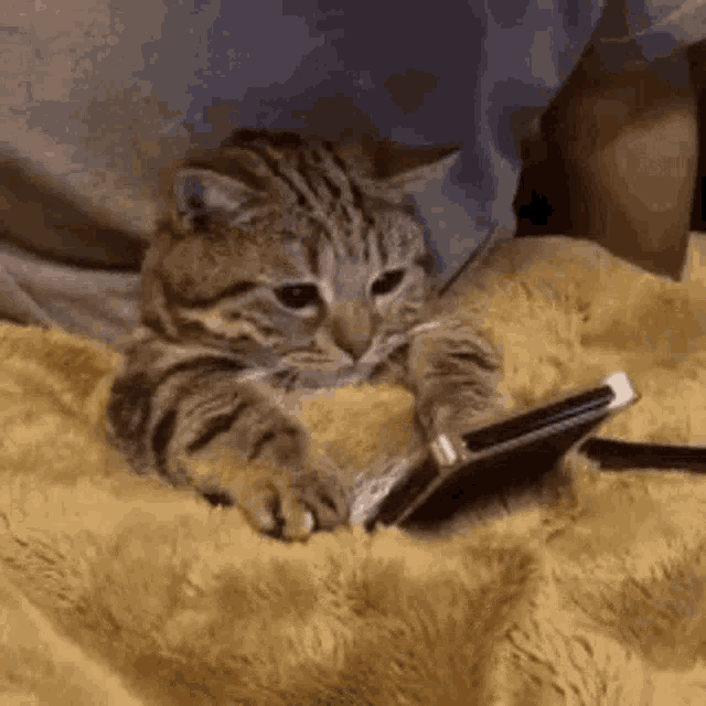 Kitten Watching GIF - Kitten Watching Phone GIFs