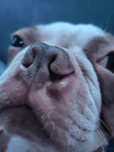 Deviousdog24 GIF - Deviousdog24 GIFs