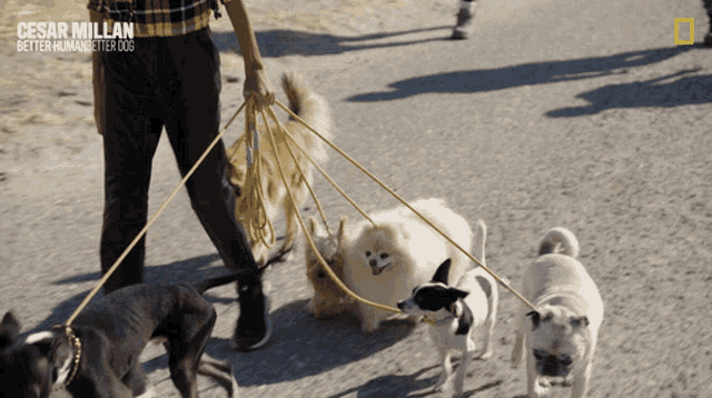 a poster for cesar millan better human better dog showing a person walking dogs