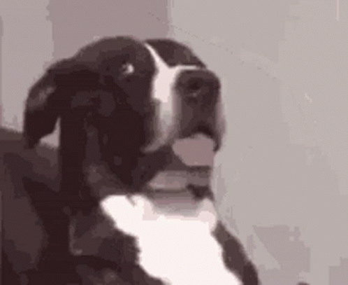 Confused Dog GIF - Confused Dog What GIFs
