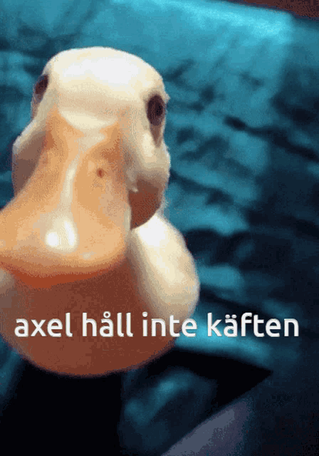 Axel Duck GIF - Axel Duck Axel Håll Käften GIFs