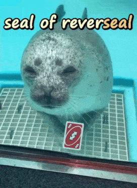 a seal holding a uno card in its mouth