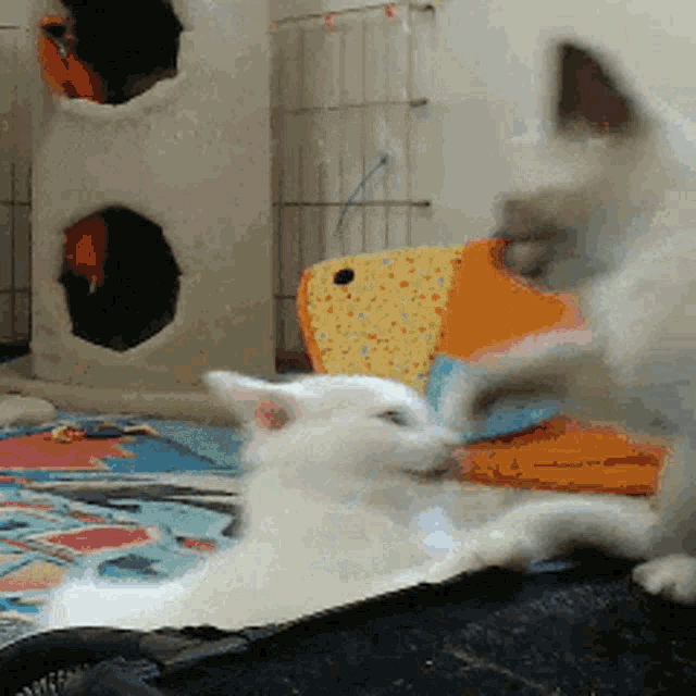 Cats Fight GIF - Cats Fight Cat GIFs