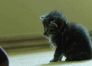 Kitty On/Off GIF - GIFs